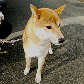 飼い主さんに返還になりました！！