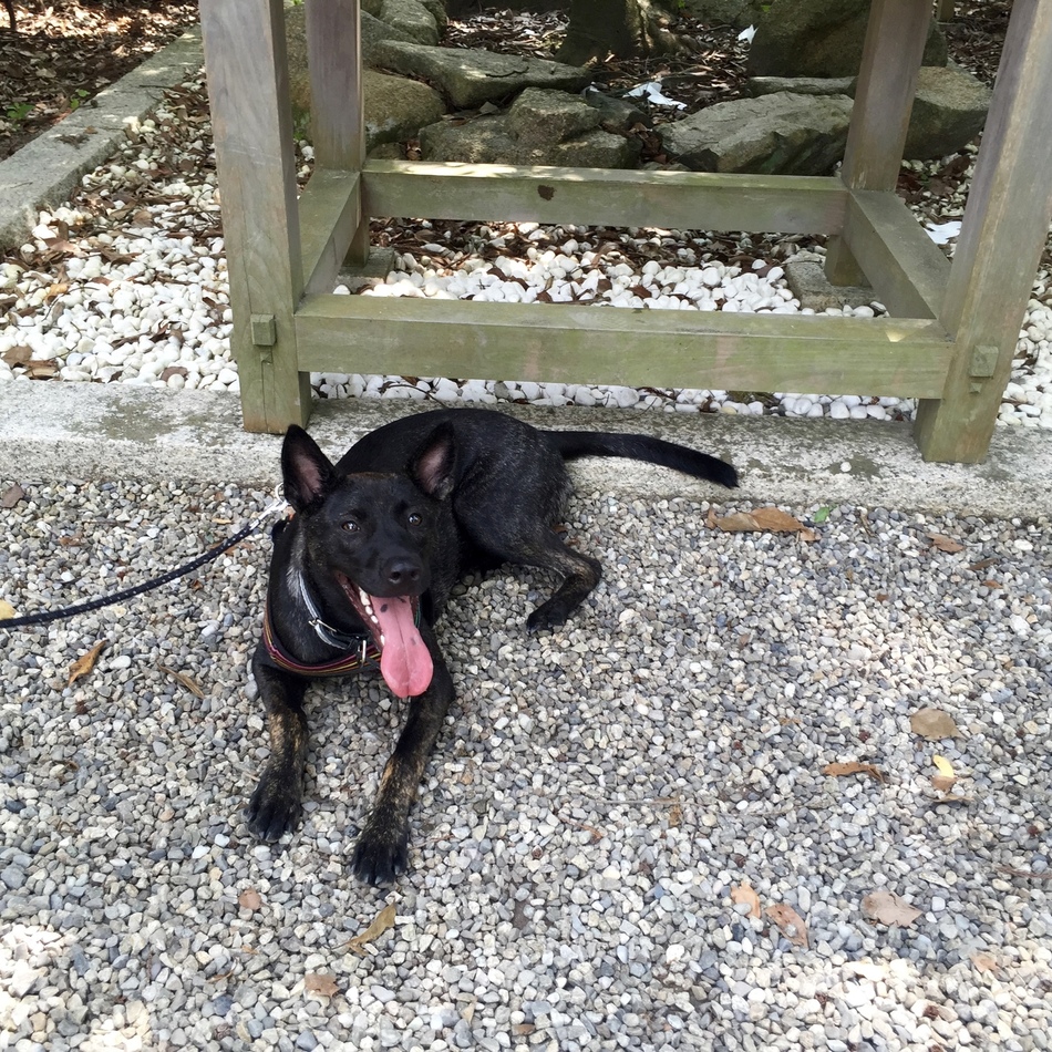 コロのカバー写真