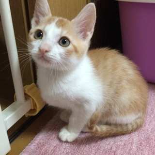 人間大好き♡　茶白　男の子