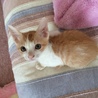 人間大好き♡　茶白　男の子 サムネイル2