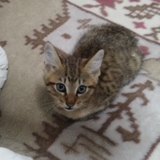 けっこうおしゃべり好き