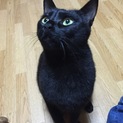 1歳半のオスの黒猫です