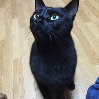 1歳半のオスの黒猫です