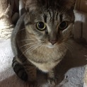 1歳半のメスのキジトラです