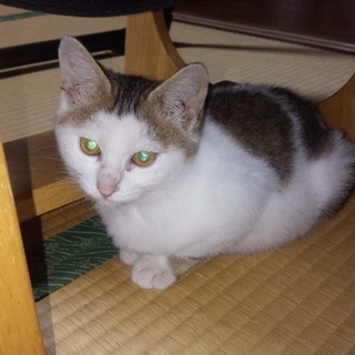 こころに里親募集