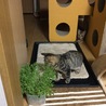 マーニーを切なく見つめるチャム