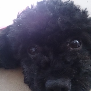 トイプードルの男の子