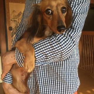 カニンヘンダックスの女の子「セリちゃん」3歳くらい