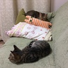 格闘の末、寝る