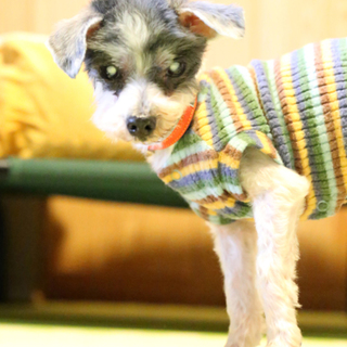 シニアで放棄されたジョー