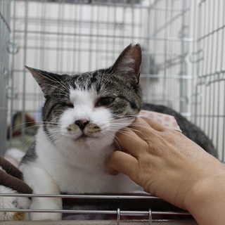 片眼に障害があるサバシロのルナ。穏やかな性格です。