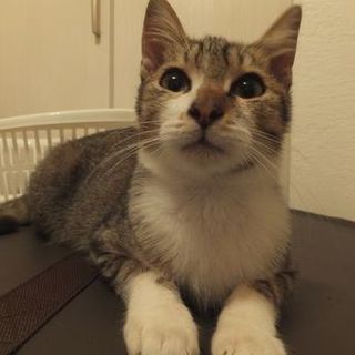 キジ白　甘えん坊の男の子