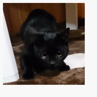 黒猫くろちゃん里親募集中
