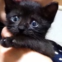 ちっちゃい黒い子猫！