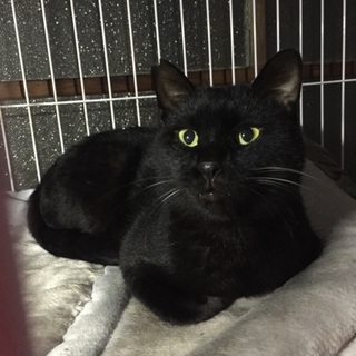 黒猫クリフくん☆