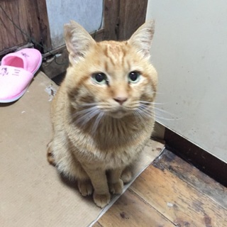 茶トラ大吉くん☆