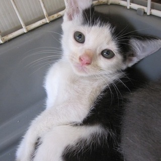 個性派白黒メット君　お留守番可去勢済み　動画有