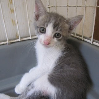 かわいい灰白スティッチ君　お留守番できます