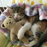 お気に入りのくまさんと眠るうずら