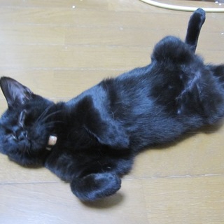 絹の手触りU字しっぽの丸顔黒猫もっくん　