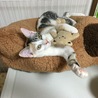 きりりとしたうなぎです