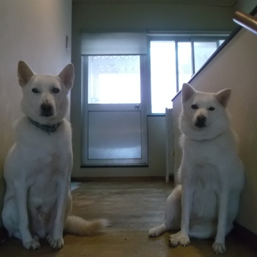 シロリンの写真