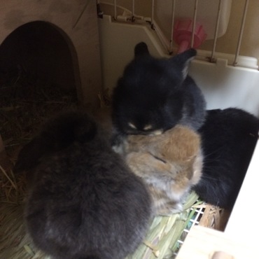 ベビうさツムツム
