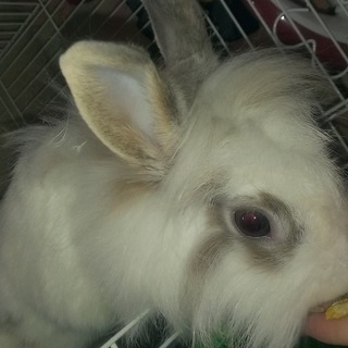 フワフワ♡野菜大好きライオンラビット♡３歳