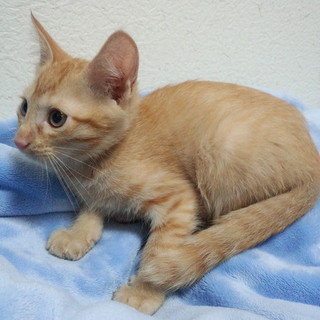 茶トラの懐こい男の子。３兄弟♪