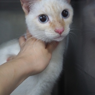 綺麗なブルーアイ、クリームポイントの女の子です。