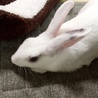 ゆゅくま