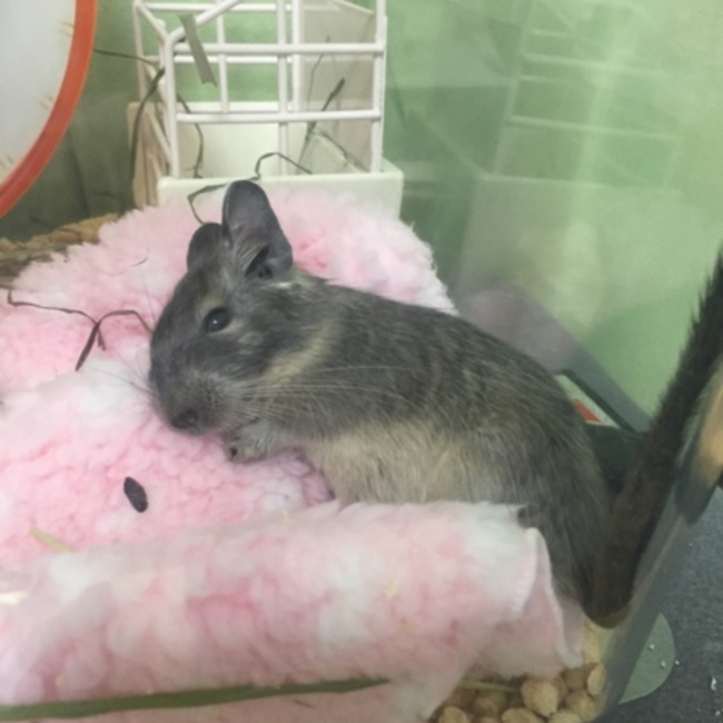 ゆゅくまのカバー写真