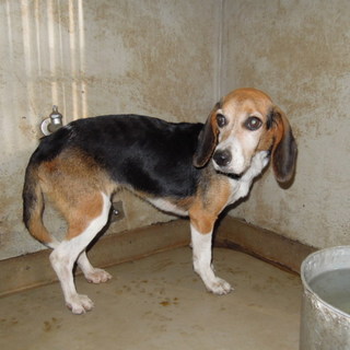緊急募集！！ビーグル系・少しビビリの女の子です