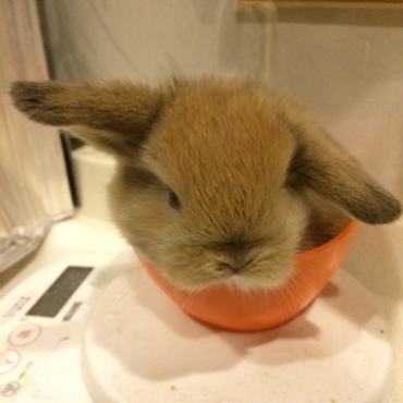 オレンジちゃん、片耳垂れてきました。もうガンダムのハロにしか見えない。