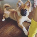 応募者が多い為一旦募集を停止します。