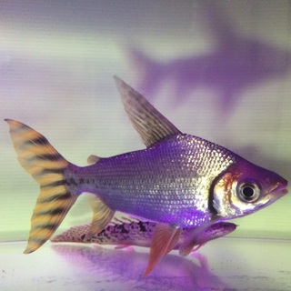 カラプロ&デルヘッジ