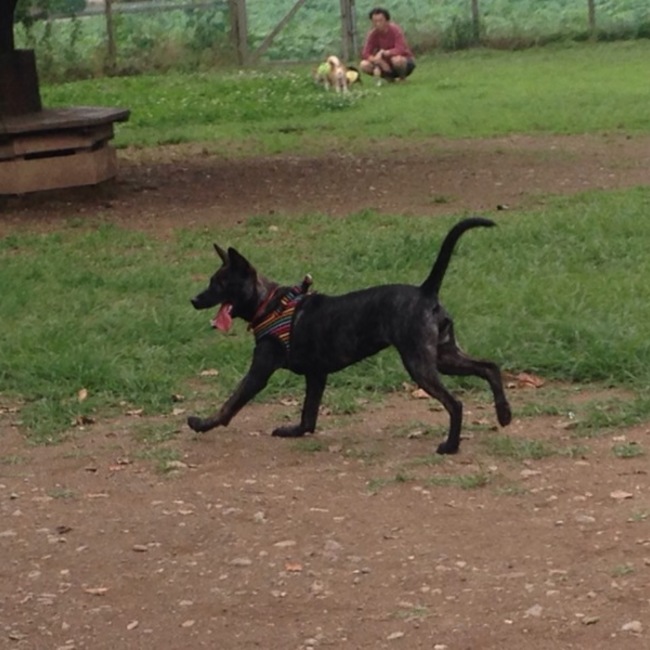 コロぱぱのカバー写真