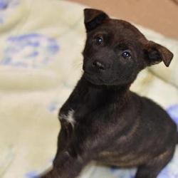 2015/4/1、うちに来る。（コロ回想記）