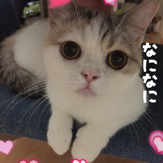 スコティッシュホールドのマモちゃん