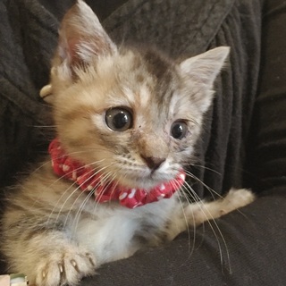 里親様決まりました！有難うございました