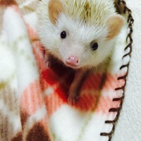うにまる