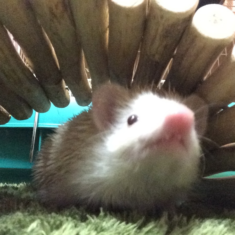 うにまるのカバー写真