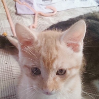 里親様決まりました！茶トラくん
