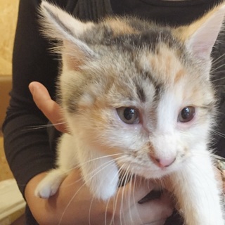 里親様決定！キュートな三毛ちゃん