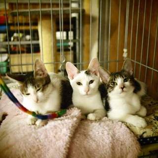 代理掲載・サンリバシスターズ