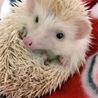ごろん