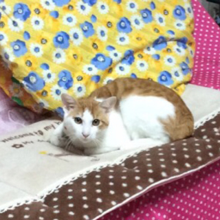 茶白トラ7ヶ月！ご高齢の方を希望