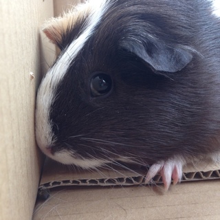メスモルモットの里親募集（ペットショップから救出）