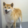 2才　柴犬　女の子 サムネイル2