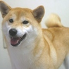2才　柴犬　女の子 サムネイル3